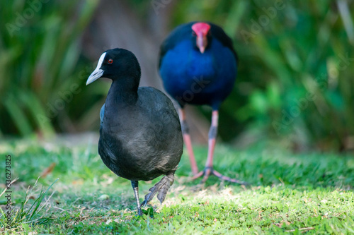 Australian Coot - Purple Swamphen