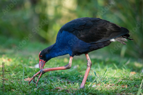 Purple Swamphen