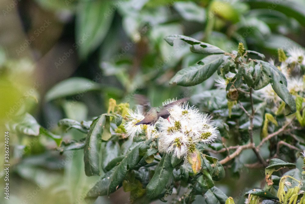 White-chinned Sapphire (beija-flor-roxo). Hylocharis cyanus. Seeking the nectar of flowers. White-chinned Sapphire (beija-flor-roxo). Hylocharis cyanus. Seeking the nectar of flowers.