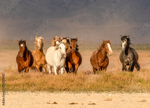 Wild horses in desert of Utah