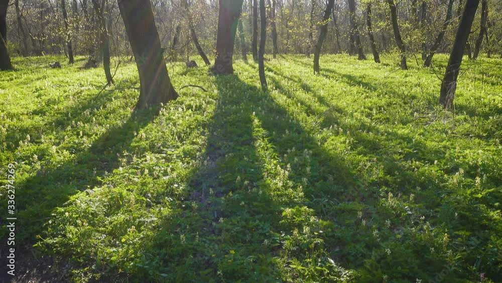 beautiful sunny spring forest beautiful sunny spring forest