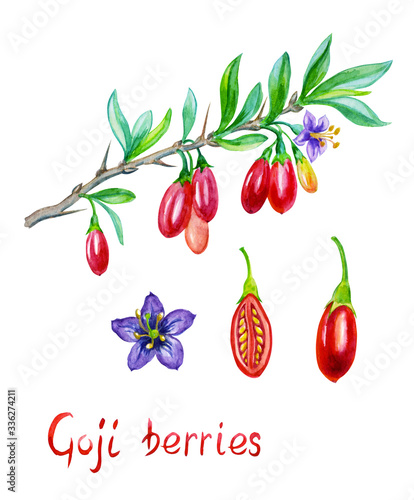 Quadro em tela Goji berries (Lýcium bárbaru) on a branch, individual berries and flowers, watercolor illustration with the inscription, botanical drawing