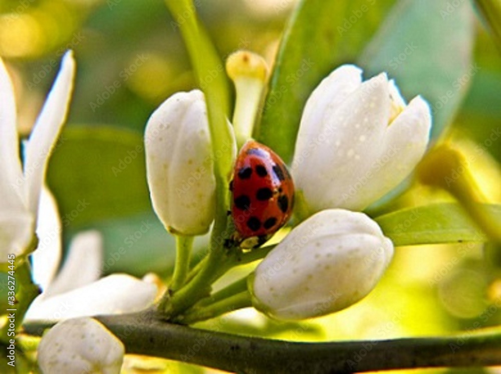 Obraz premium ladybug on a flower