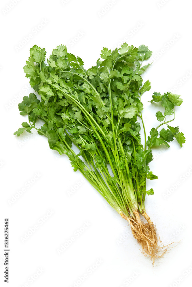 Bunch of fresh coriander leaves isolated on white background Bunch of fresh coriander leaves isolated on white background
