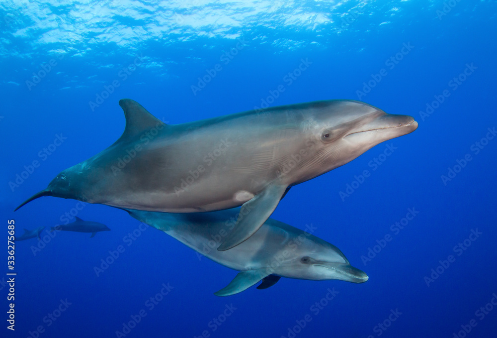 dolphins underwater dolphins underwater