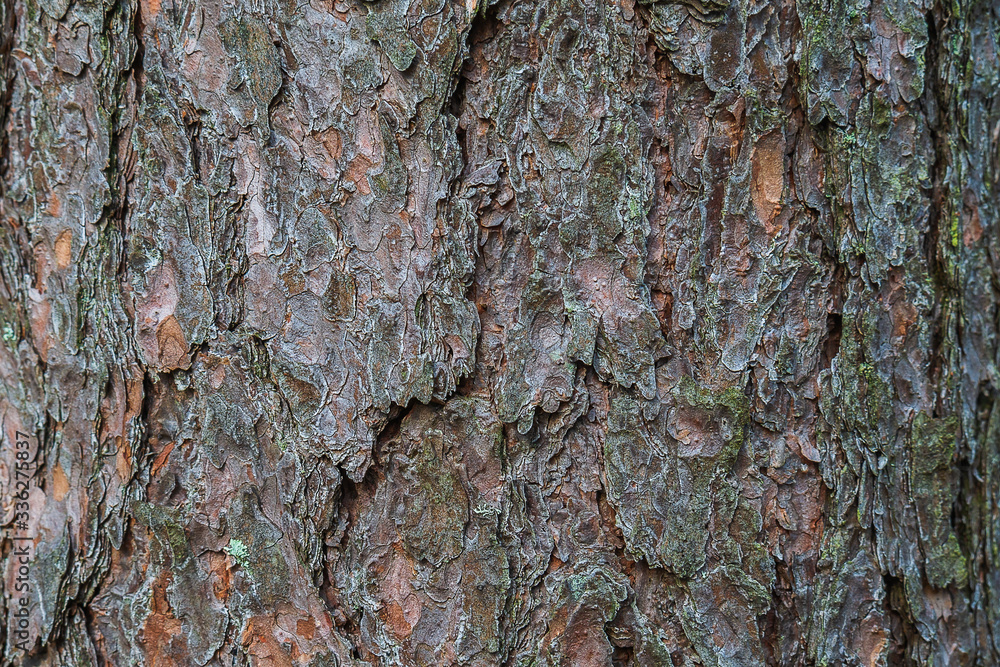 The bark of an old tree. Excellent deep texture of the bark of the tree, photo from the forest. The trunk of a large tree. The bark of an old tree. Excellent deep texture of the bark of the tree, photo from the forest. The trunk of a large tree.
