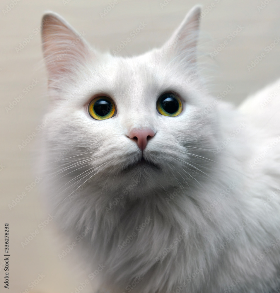 Portrait of a white cat on a beige background.