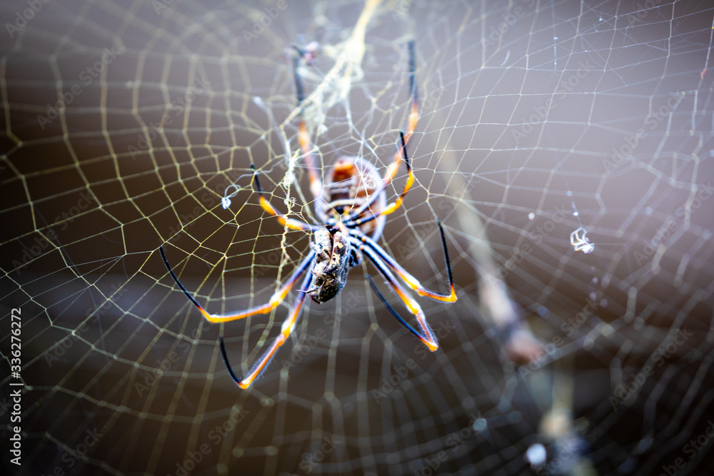 A Spider Sits on a Web A Spider Sits on a Web