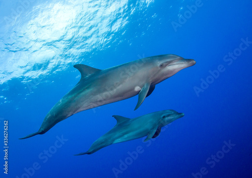 dolphin underwater
