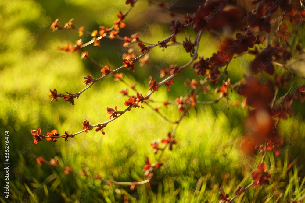 Barberry bush with small red leaves grows in a vivid spring garden. Barberry bush with small red leaves grows in a vivid spring garden.