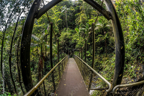 Bridge,Purling Brook Falls, Springbrook National Park