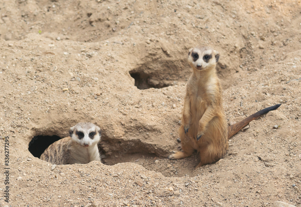 Fototapeta premium cute meerkat ( Suricata suricatta )