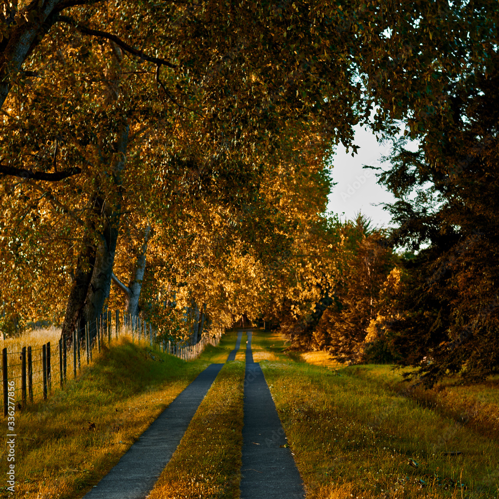 Naklejka premium autumn in the park