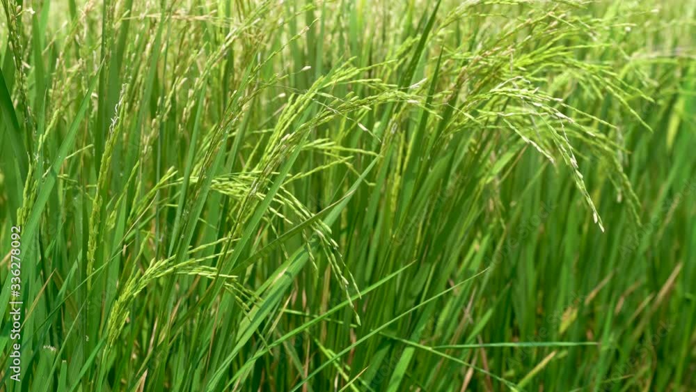 Green Jasmine rice field in Thailand, Ears Of Rice Swaying In The Wind, Young rice sprout ready to growing Green Jasmine rice field in Thailand, Ears Of Rice Swaying In The Wind, Young rice sprout ready to growing