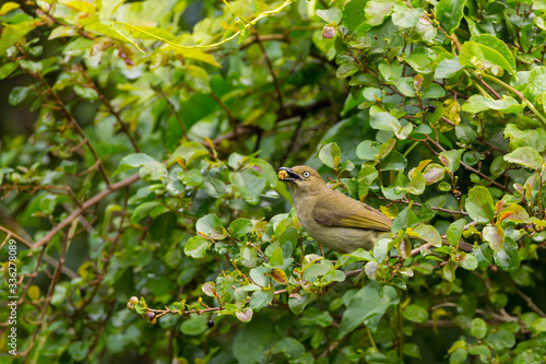 Foto Sombre Greenbull bird eating wild fruit
