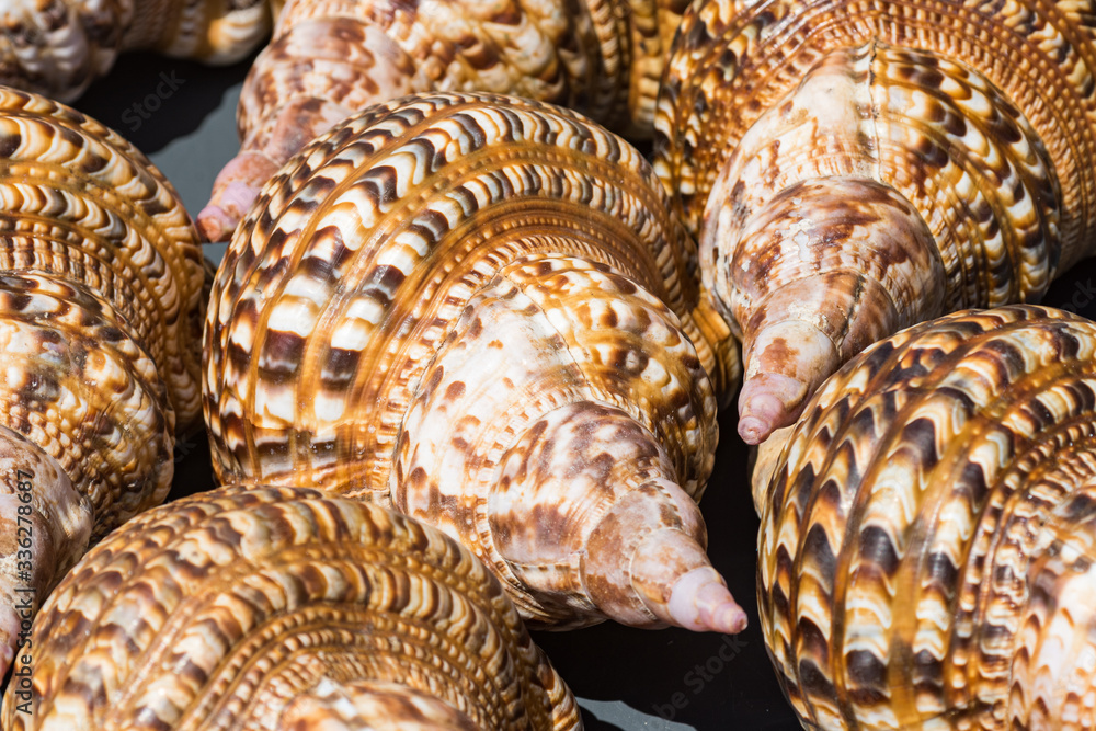 Shells for sale at market Shells for sale at market