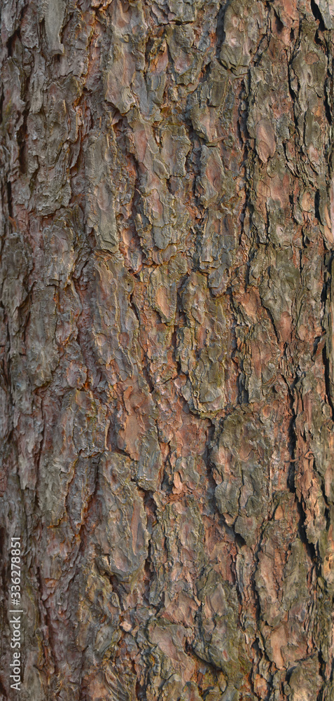 Close view of a pine trunk. Texture of pine bark. Close view of a pine trunk. Texture of pine bark.