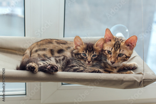 Two cute bengal kittens gold and chorocoal color laying on the cat's window bed and relaxing.