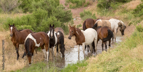 Wild horses at watering hole © Max