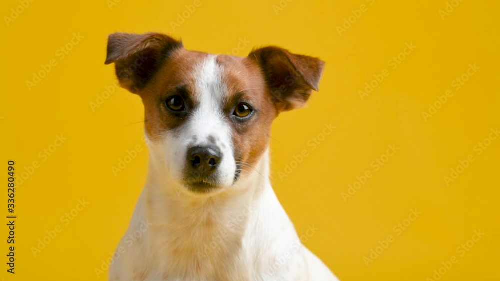 Portrait of a cute dog breed Jack Russell Terrier on a yellow background. Background for your text and design. Portrait of a cute dog breed Jack Russell Terrier on a yellow background. Background for your text and design.