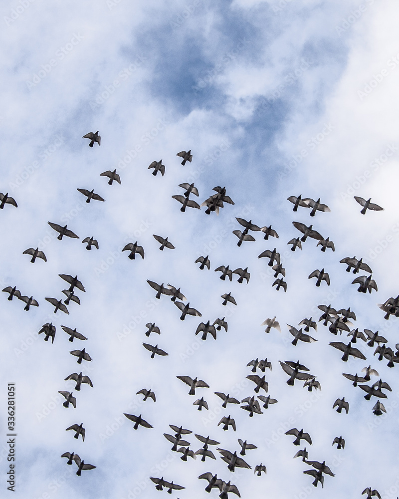 Obraz premium pigeons in sky