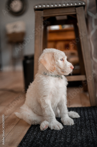 Puppy Portrait