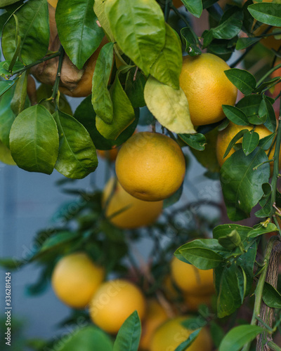 citrus lemons on a tree
