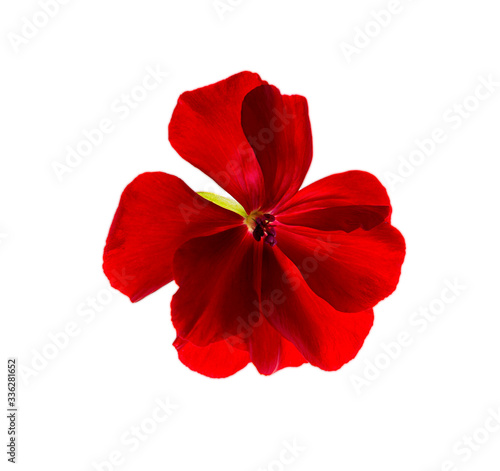 flor de geranio