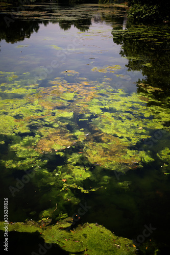 Green algae on the lake surface