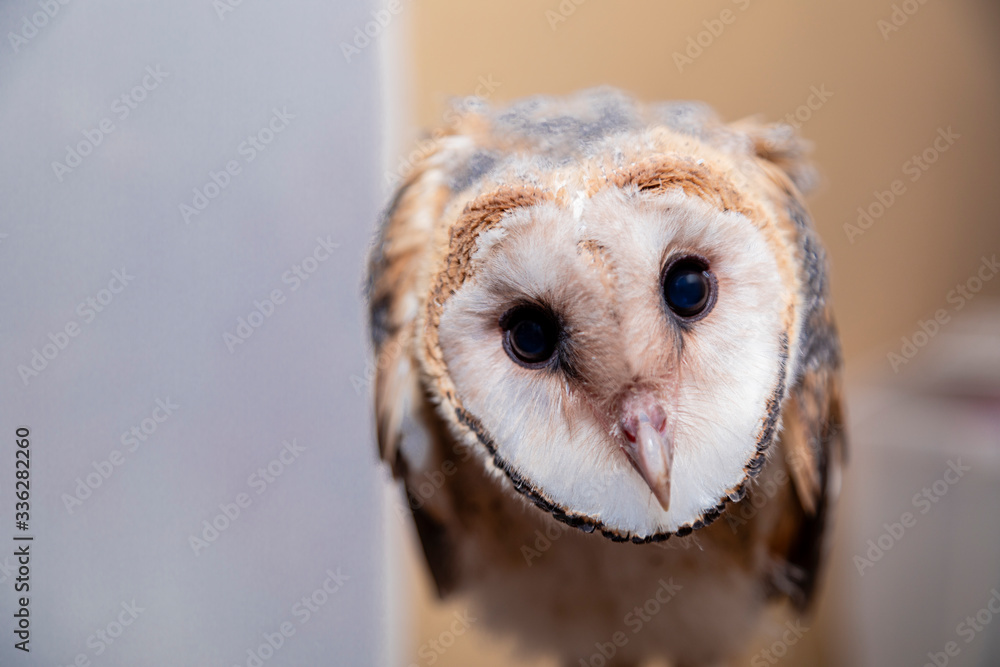 Fototapeta premium Barn owls (family Tytonidae) are one of the two families of owls, the other being the true owls or typical owls, Strigidae.