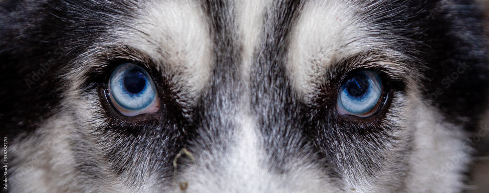 Closeup of dog blue eyes