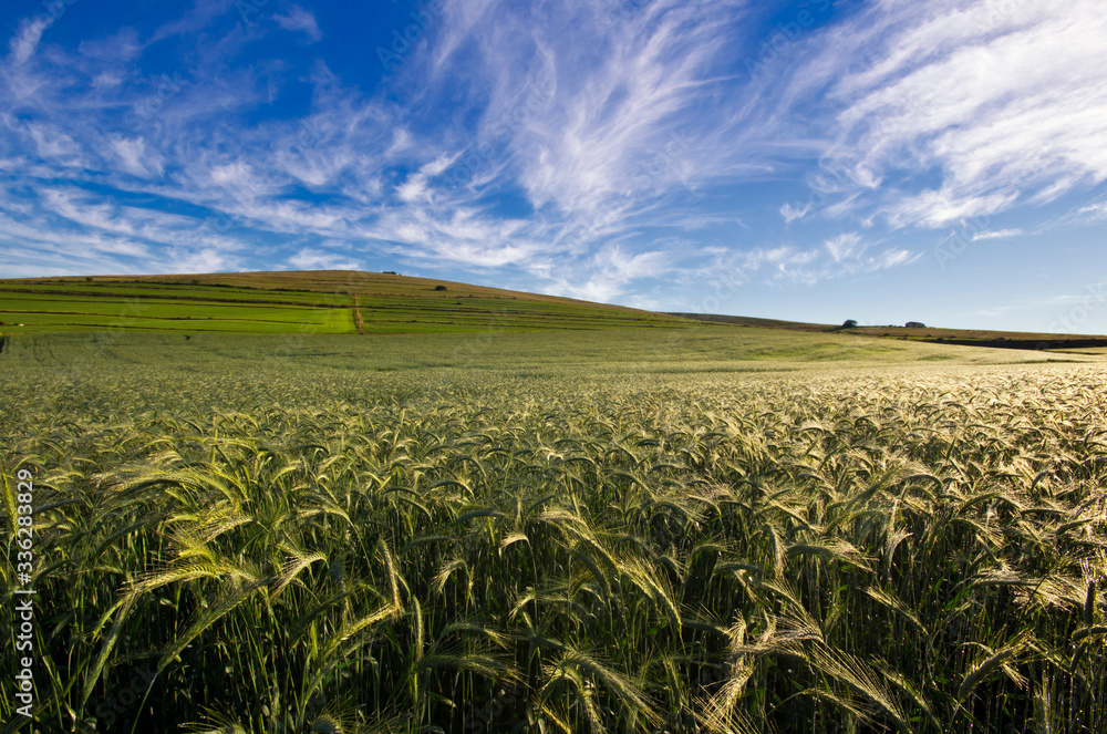 Wheatfield with blue sky and clouds Wheatfield with blue sky and clouds