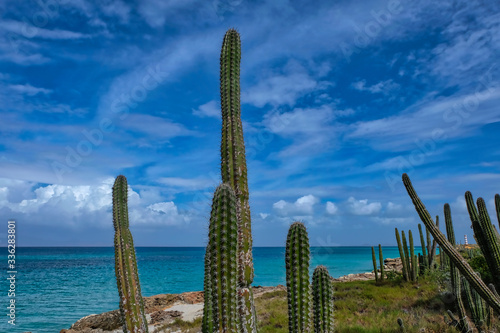 Fototapeta Naklejka Na Ścianę i Meble -  Tropical vegetation with cactus in a caribbean island (Cubagua, Venezuela).