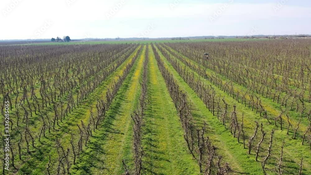 Flight over an apple orchard in the spring before flowering Flight over an apple orchard in the spring before flowering