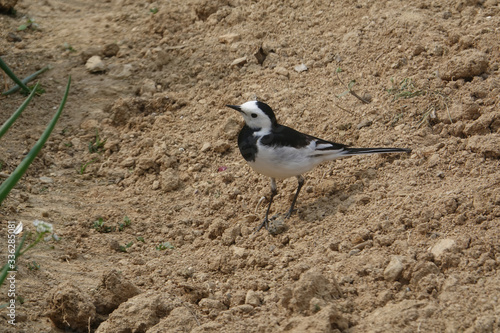 White Wagtail