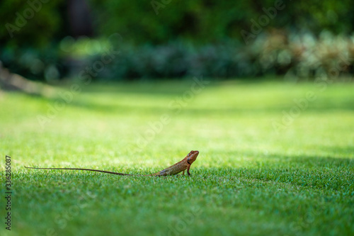 Lizard strolling in the green grass in Thailand, close up. Animal and nature concept. © OlegD