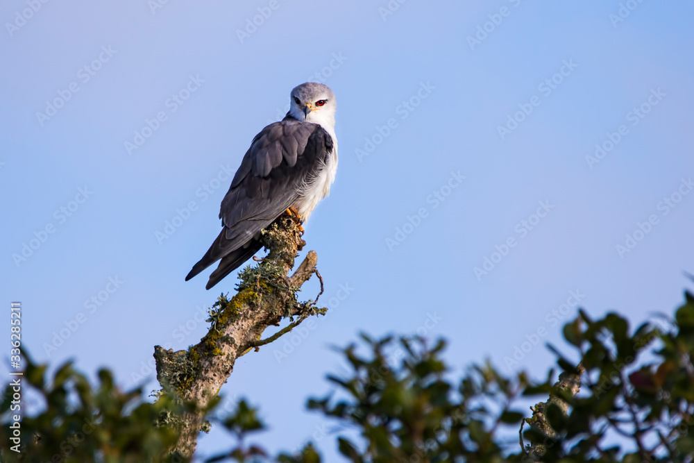 Black shouldered kite perched tree branch Black shouldered kite perched tree branch