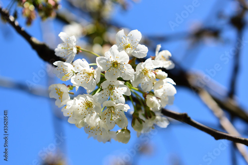 blühende Kirschbäume im Frühling