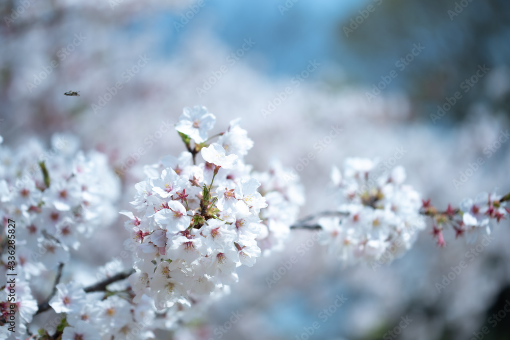 桜の季節