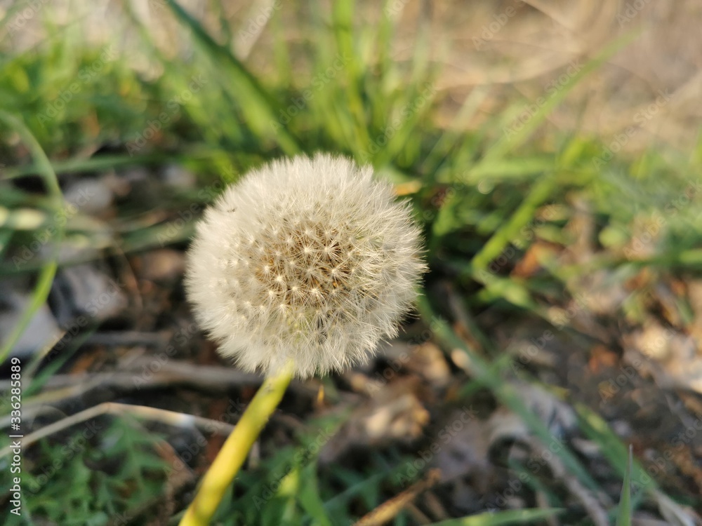 dandelion in the grass dandelion in the grass
