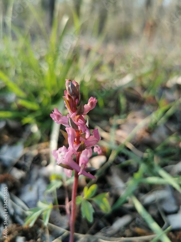 pink flower in the garden