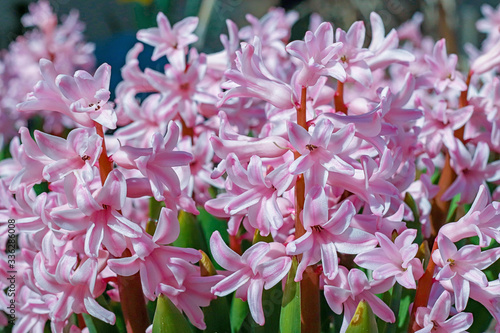 Spring Hyacinth in bloom