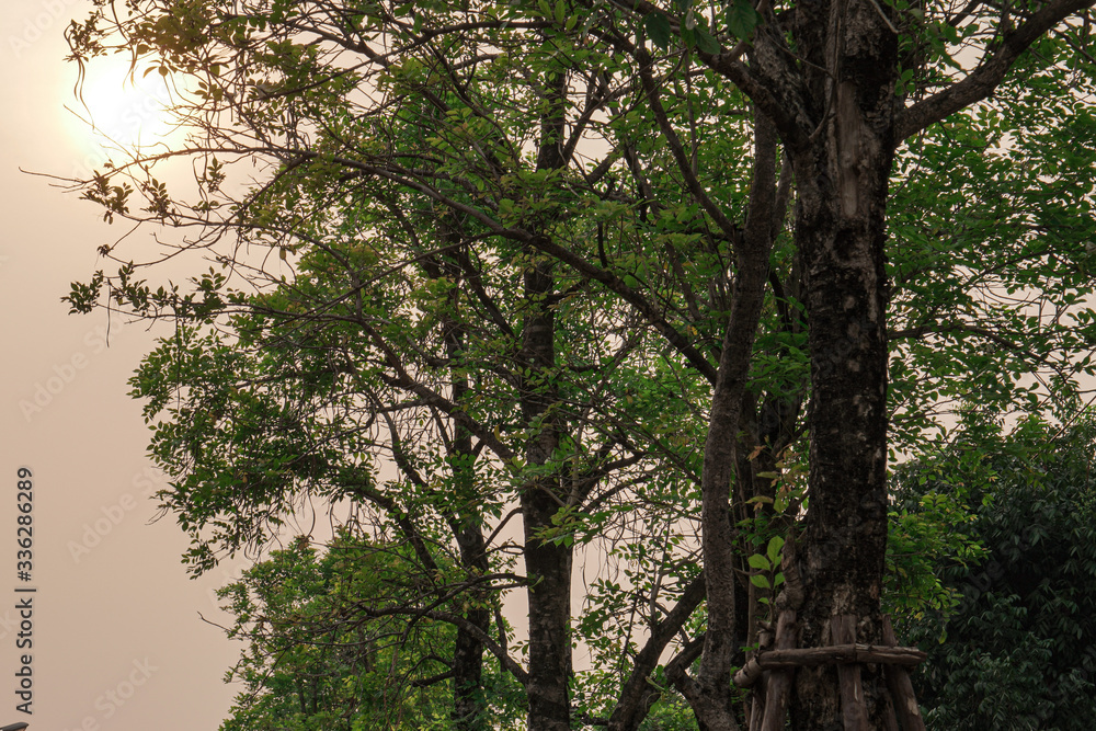 Fototapeta premium trees in the morning