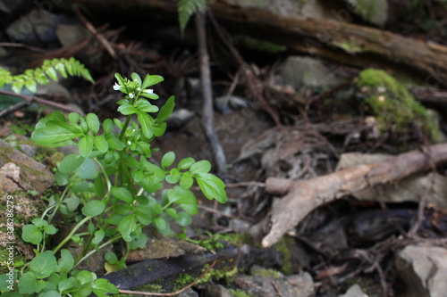 野生のオランダガラシの花　クレソン
