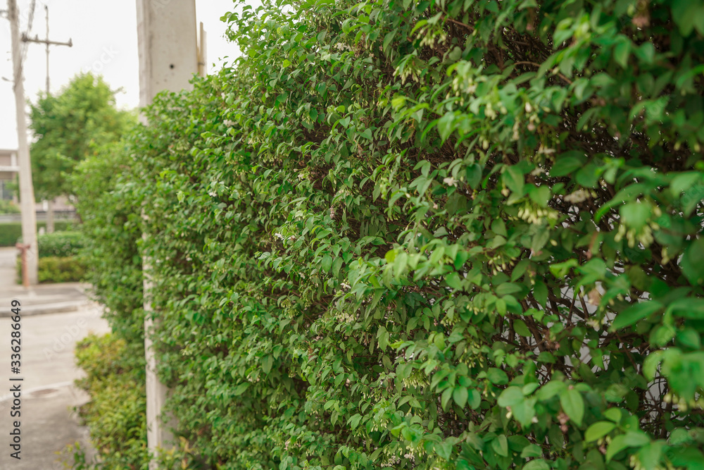 ivy covered wall ivy covered wall