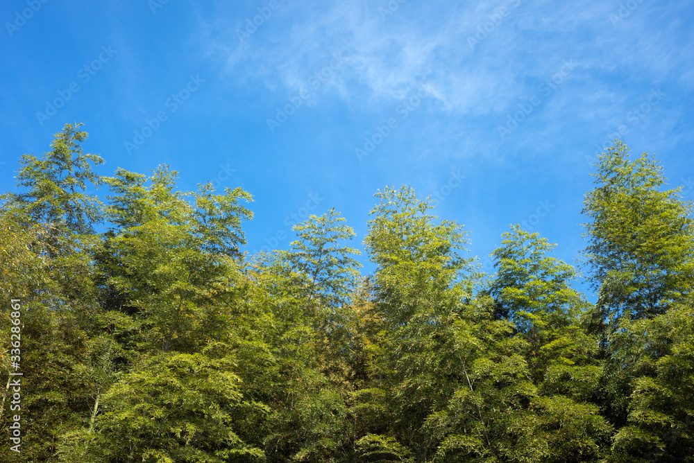 Obraz premium 青空の下の竹林