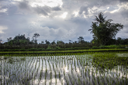 rice fields dukun magelang central java 