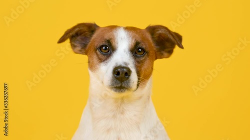 Portrait of a cute dog breed Jack Russell Terrier on a yellow background. Funny pets. Background for your text and design.