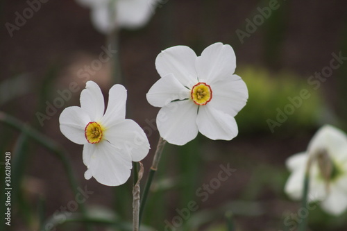 White Petals 2020 II