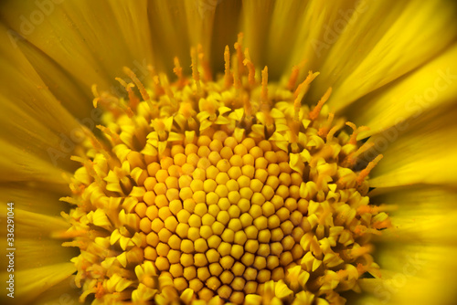 macro of disk floret of yellow daisy